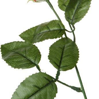 Schokoladenrose